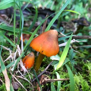 Blackening Wax-cap