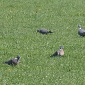 Common Wood-pigeon