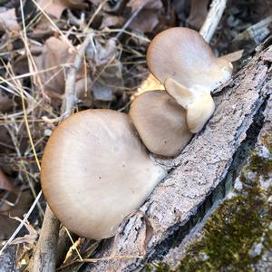 Oyster Mushroom