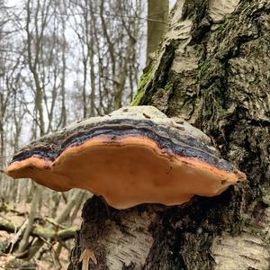 Red-belted Polypore