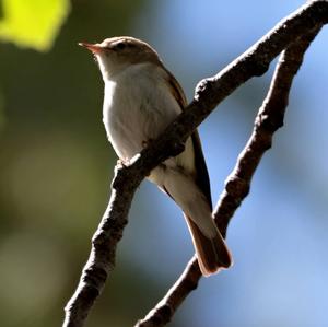 Berglaubsänger