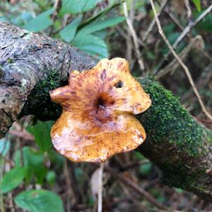 Black-footed Polypore