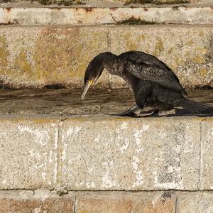 European Shag