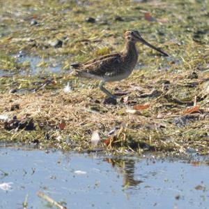 Common Snipe