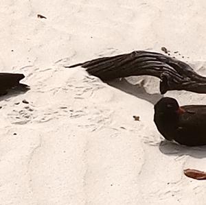 Eurasian Oystercatcher