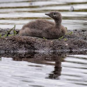 Red-throated Loon