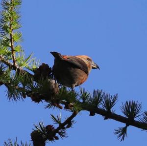 Red Crossbill