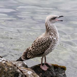 Yellow-legged Gull