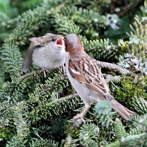 House Sparrow