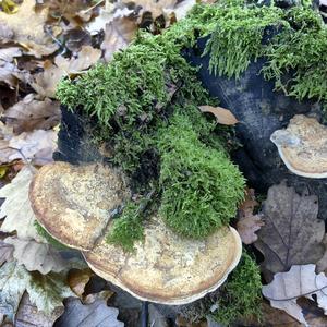 Thick-maze Oak polypore