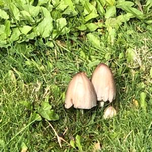 Unknown Species