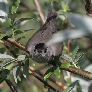 Blackcap