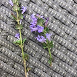 Ground-Ivy