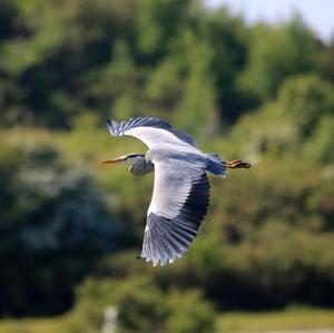 Grey Heron