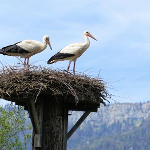 Weißstorch