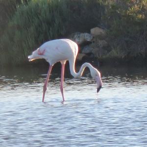 Greater Flamingo