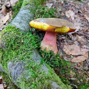 Dotted-stem Bolete