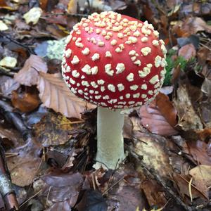 Fly Agaric