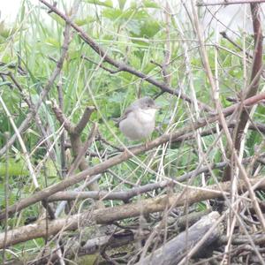 Common Whitethroat