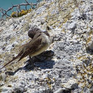 Cape Wagtail