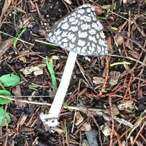 Magpie Ink-cap