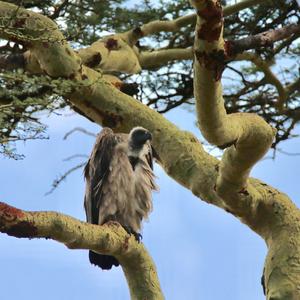 White-backed Vulture