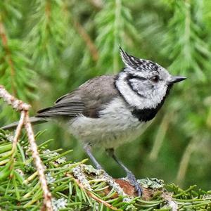 Crested Tit