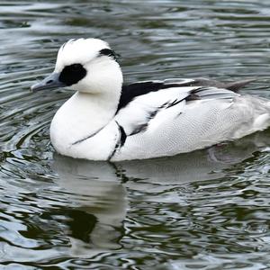 Smew