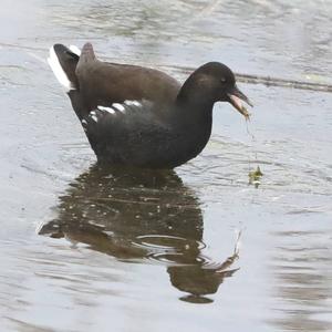 Common Moorhen