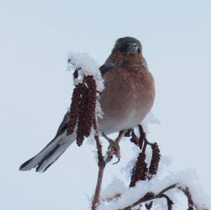 Eurasian Chaffinch