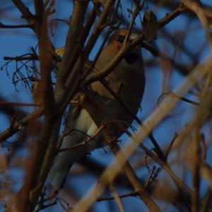 Hawfinch