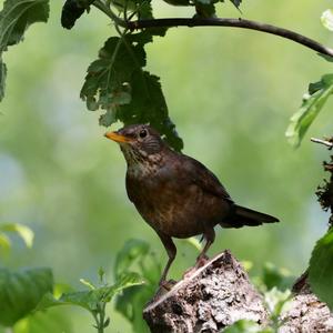 Eurasian Blackbird