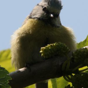 Blue Tit