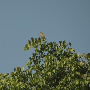 European Greenfinch