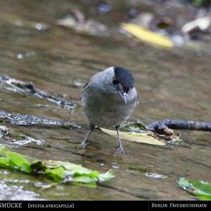 Blackcap