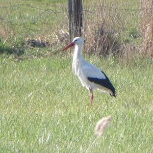 White Stork