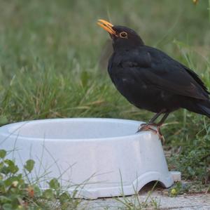 Eurasian Blackbird