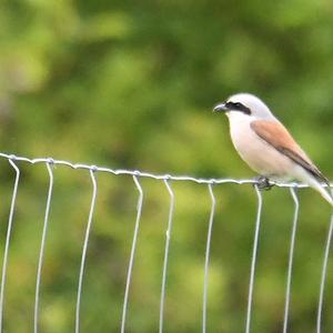 Red-backed Shrike