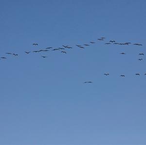 Brown Pelican