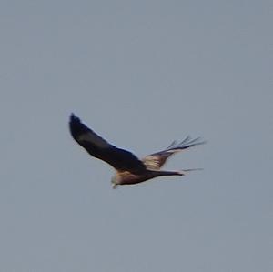 Red Kite