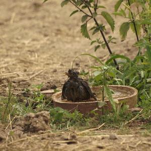 Eurasian Blackbird