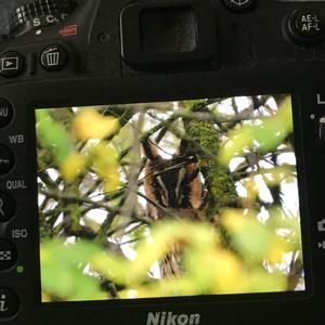 Long-eared Owl