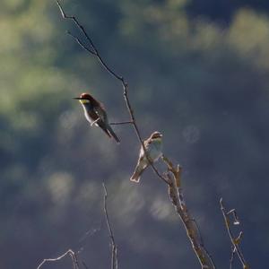 European Bee-eater