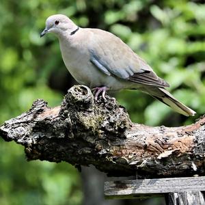 Eurasian Collared-dove