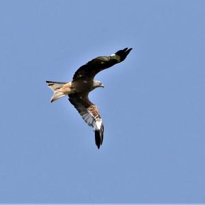 Red Kite