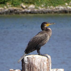 Great Cormorant