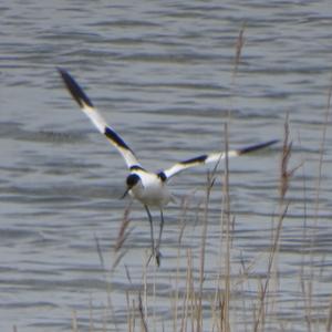 Pied Avocet