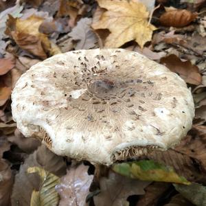 Parasol Mushroom