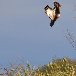 Common Buzzard