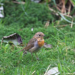 European Robin